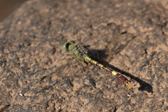 Paragomphus genei