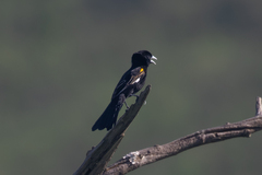 Euplectes albonotatus