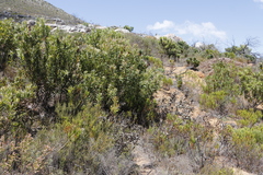 Protea lepidocarpodendron