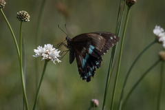 Papilio nireus