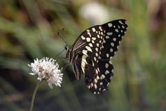 Papilio demodocus demodocus