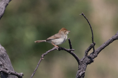 Cisticola fulvicapilla