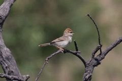 Cisticola fulvicapilla