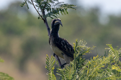 Lophoceros nasutus