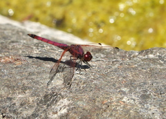 Trithemis annulata haematina