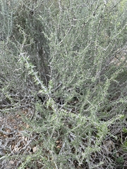 Condalia spathulata