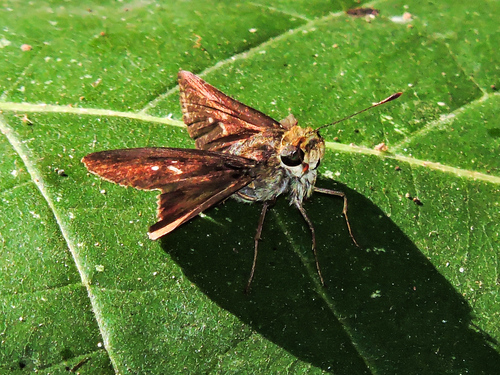 Saltarina de Muste (Decinea mustea)