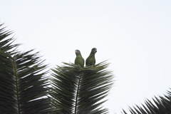 Brotogeris versicolurus