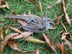 Zonotrichia albicollis