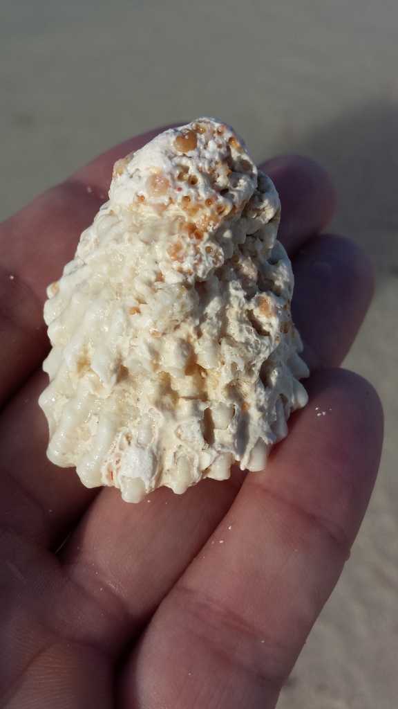 West Indian Starsnail
