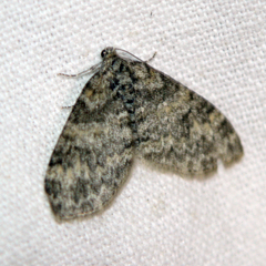 Lobophora halterata