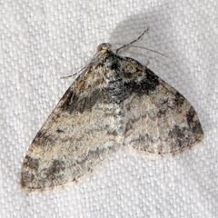 Lobophora halterata