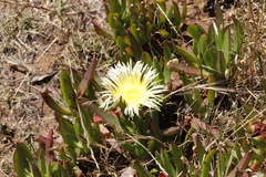Carpobrotus edulis edulis