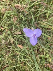 Tradescantia ohiensis
