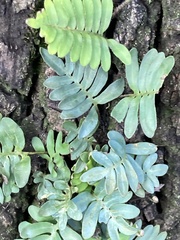 Pleopeltis michauxiana