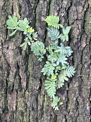 Pleopeltis michauxiana