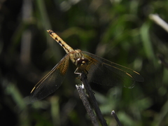 Erythrodiplax corallina