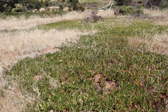 Carpobrotus edulis edulis