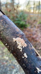 Scytinotus longinquus