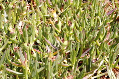 Carpobrotus edulis edulis
