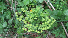 Euphorbia amygdaloides