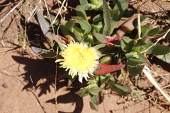 Carpobrotus edulis edulis