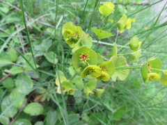 Euphorbia amygdaloides