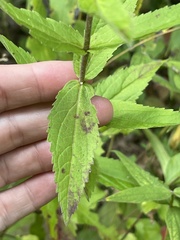 Eupatorium vaseyi