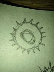 Ascomycota