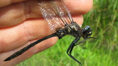 Somatochlora elongata