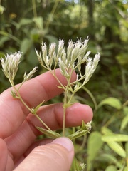 Eupatorium vaseyi