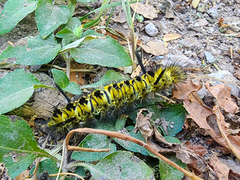 Lophocampa