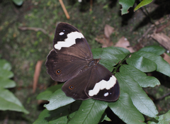 Heteronympha mirifica