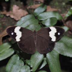 Heteronympha mirifica