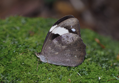 Heteronympha mirifica