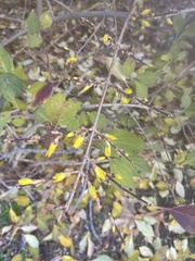 Forsythia