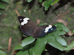 Heteronympha mirifica