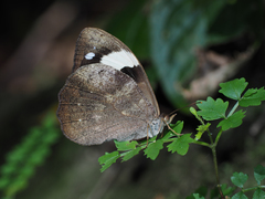 Heteronympha mirifica