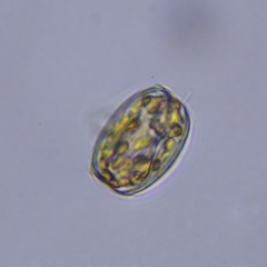 Coscinodiscales
