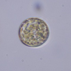 Coscinodiscales
