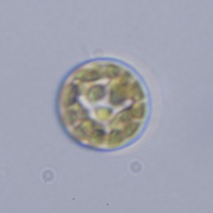Coscinodiscales