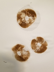 Hebeloma crustuliniforme