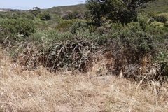 Aloe arborescens