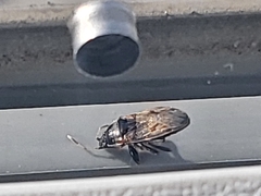 Trapezonotus arenarius
