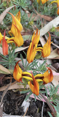 Lotus berthelotii