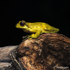 Dendropsophus giesleri