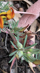 Lotus berthelotii