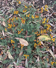 Lotus berthelotii