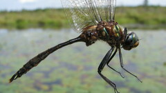 Somatochlora walshii