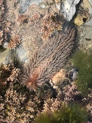 Aeolidia
